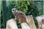 2013-05-14_Zoo de Beauval